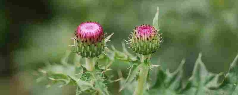 刺儿菜和蒲公英区别(刺儿菜和蒲公英区别在哪)